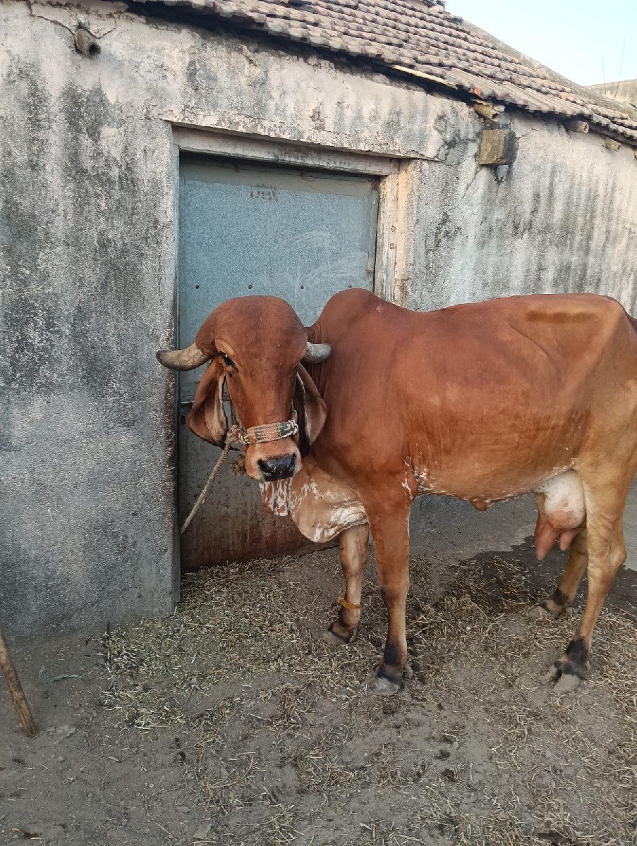 ગાય વેચવાની છે