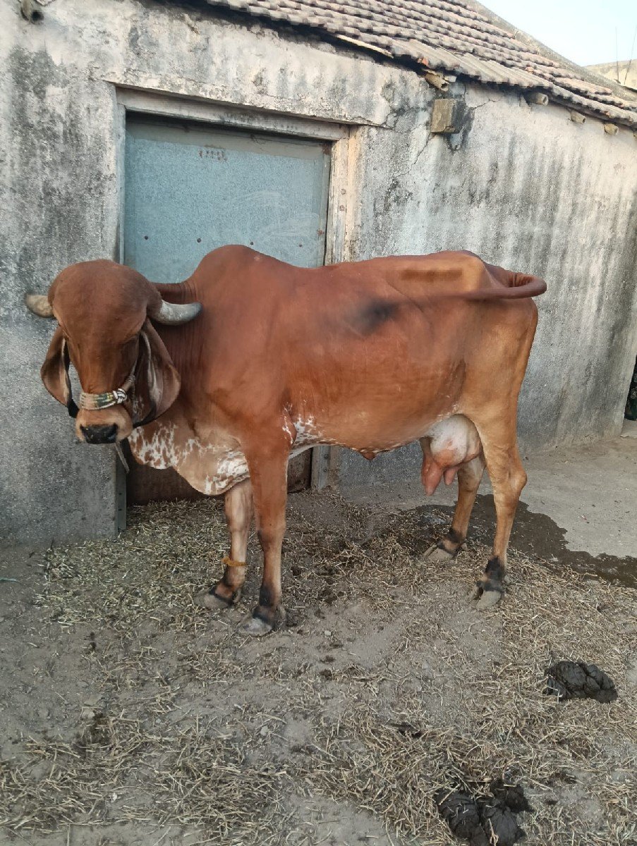 ગાય વેચવાની છે