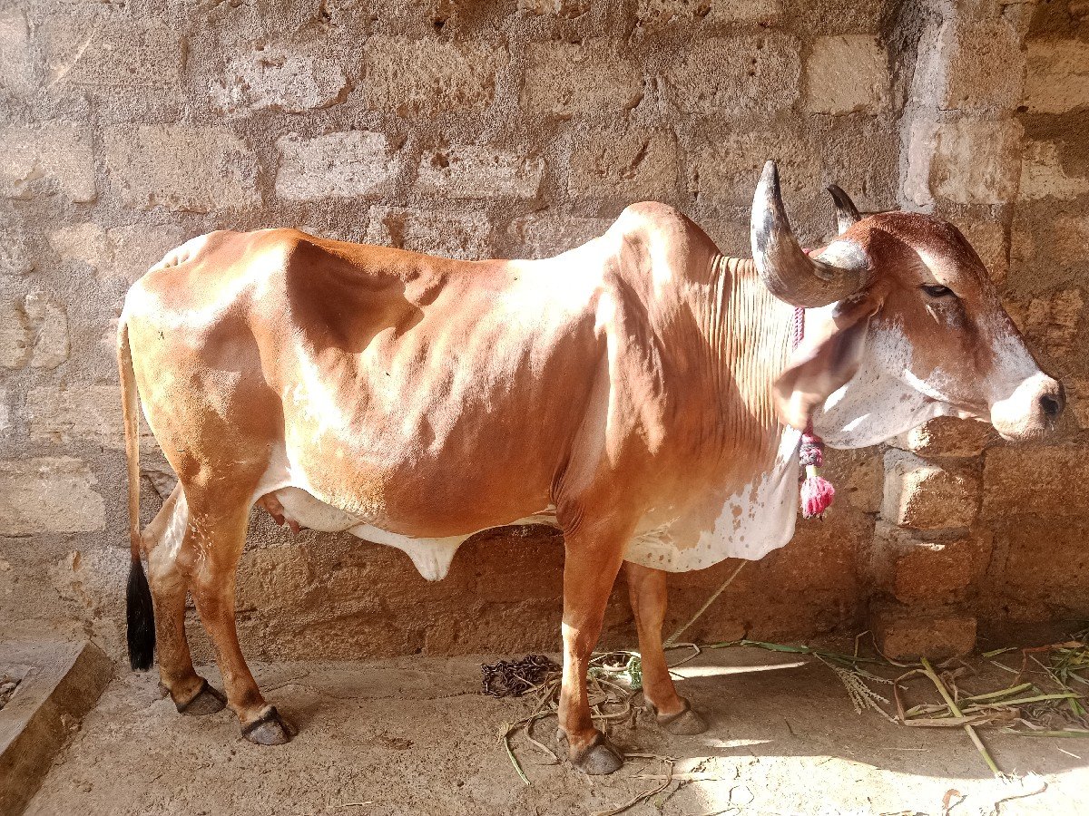 ગીર કાબરી ઓડકી વેચવાની છે