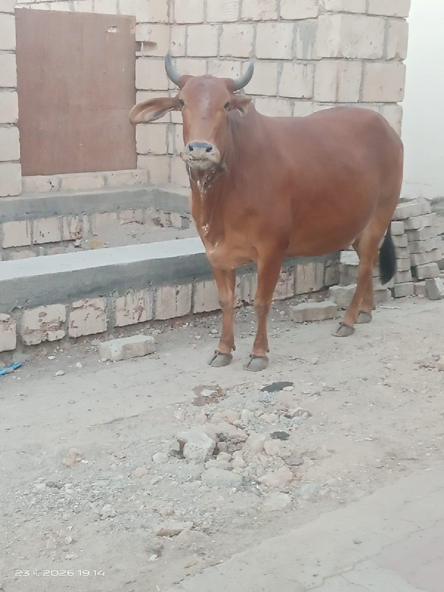 હોળકી વેચવાની છે