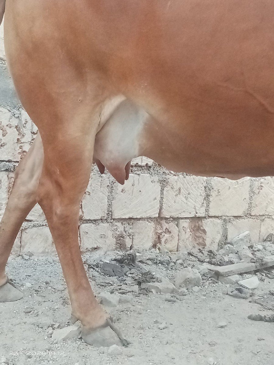 હોળકી વેચવાની છે