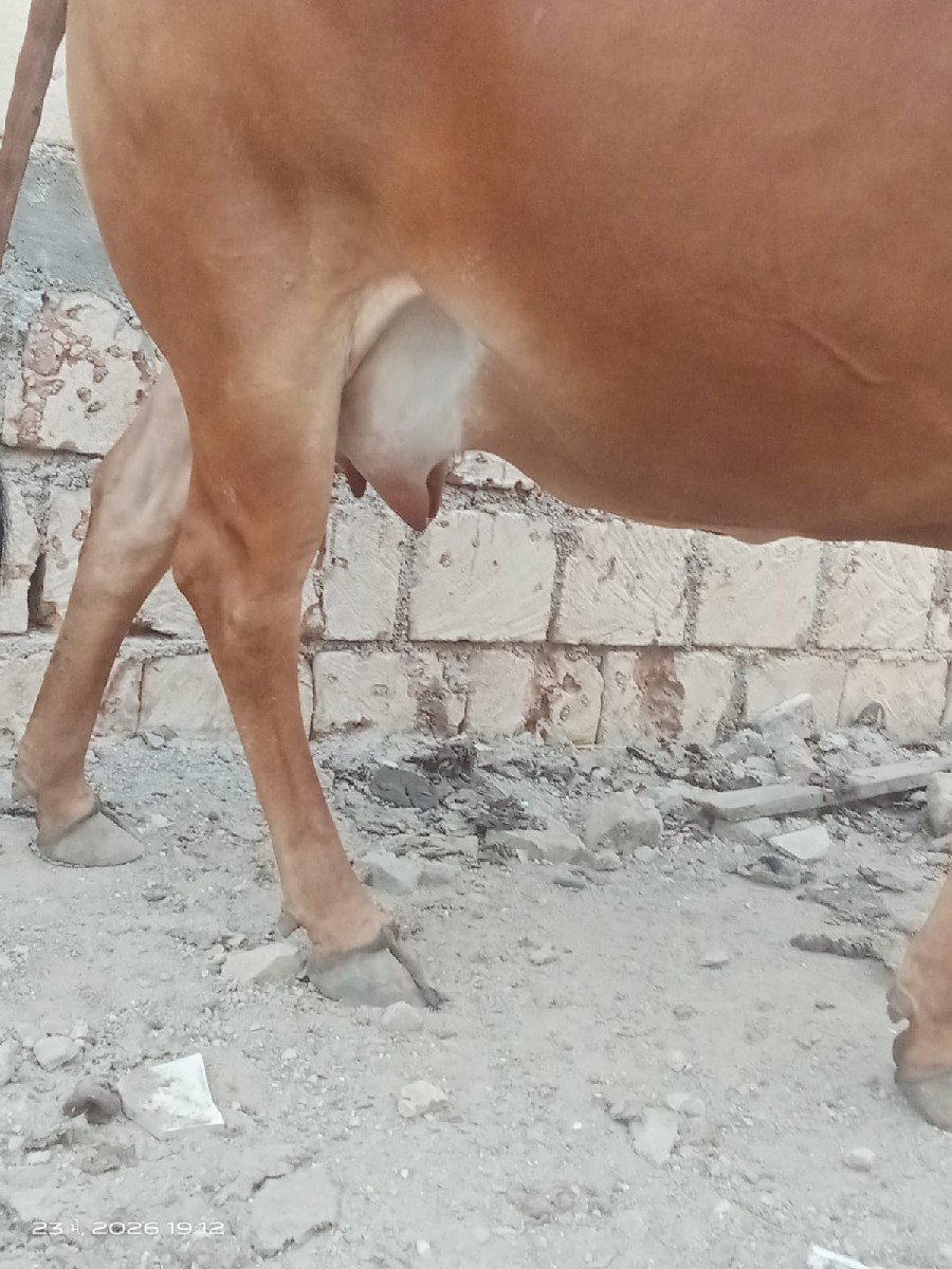 હોળકી વેચવાની છે