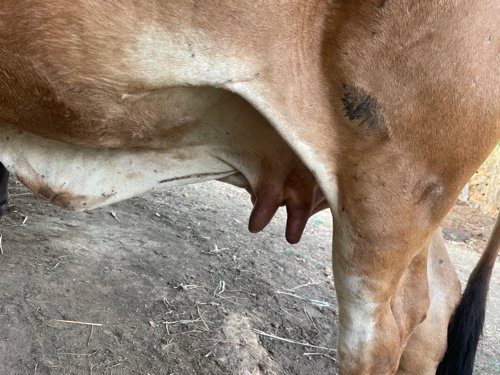 ગાય વેચવાની છે