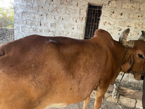 ગાય વેચવાની છે