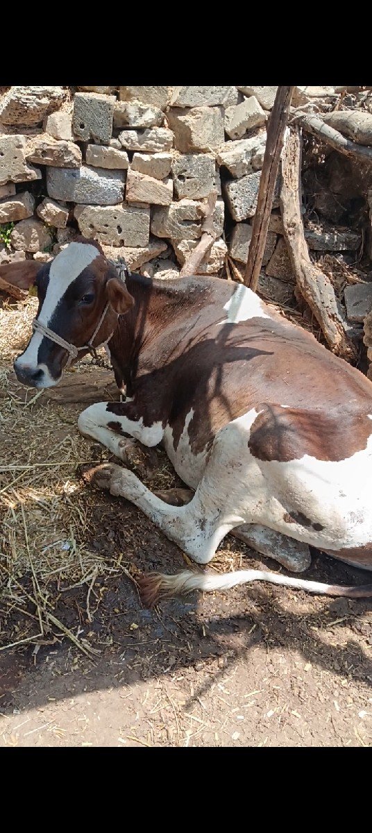 એસેફ વાછડી