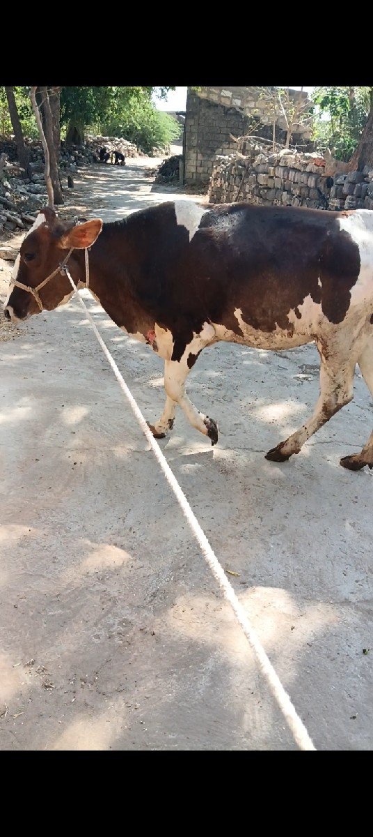 એસેફ વાછડી