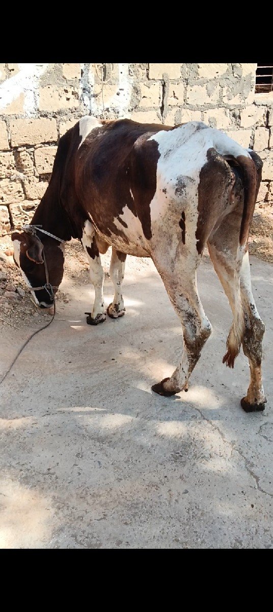 એસેફ વાછડી