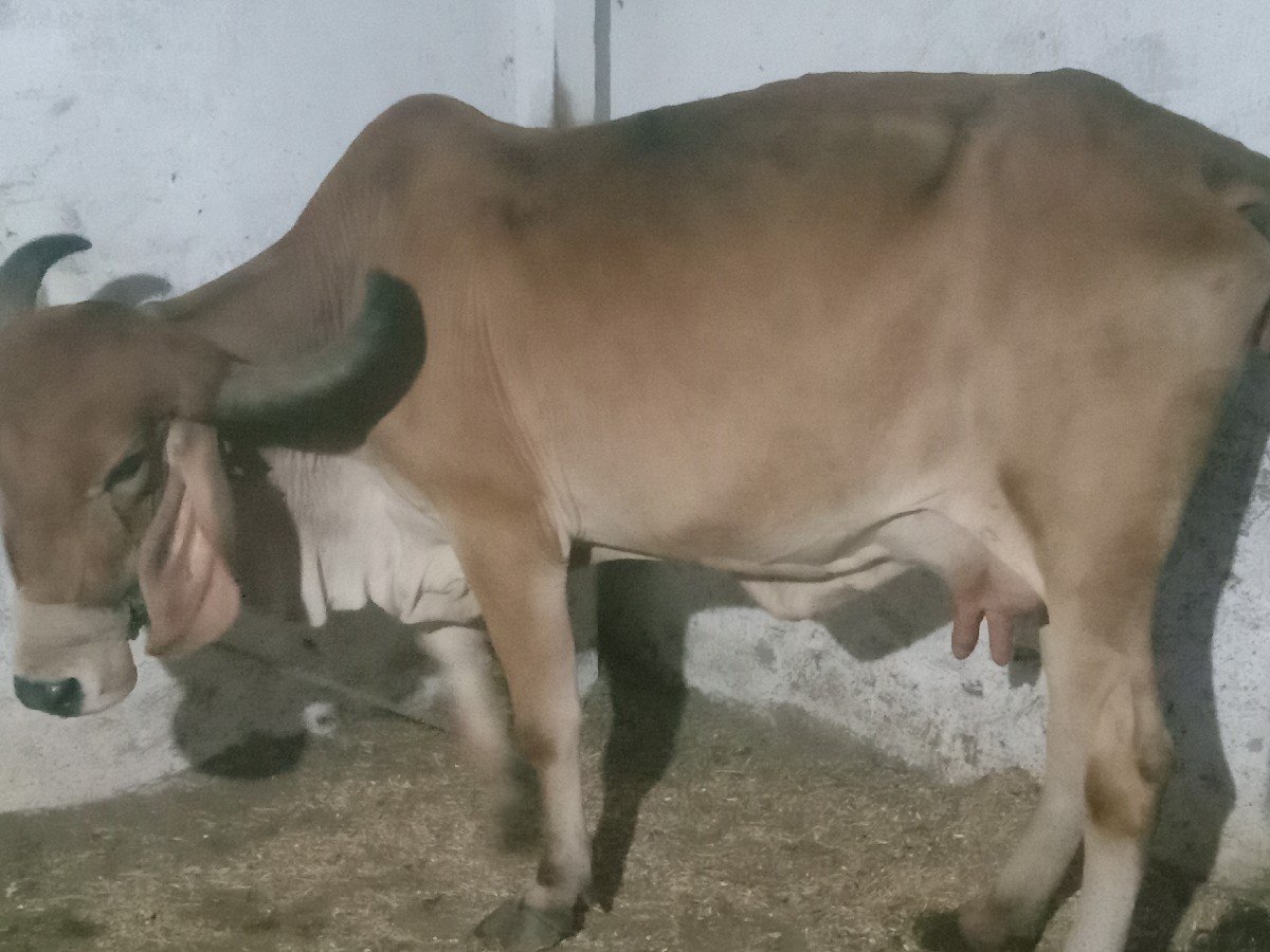 ગાય વેચવાની છે બીજું વેટર વેગલ છે