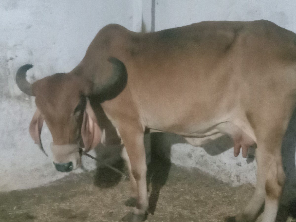 ગાય વેચવાની છે બીજું વેટર વેગલ છે