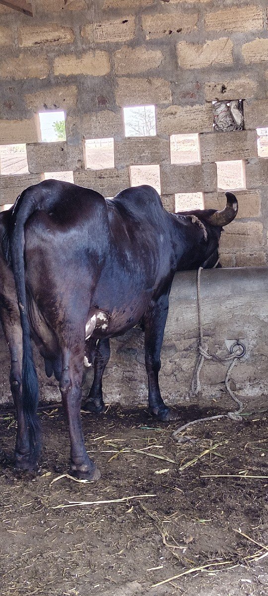 ક્રોસ ગા ત્રીજુ વેતર