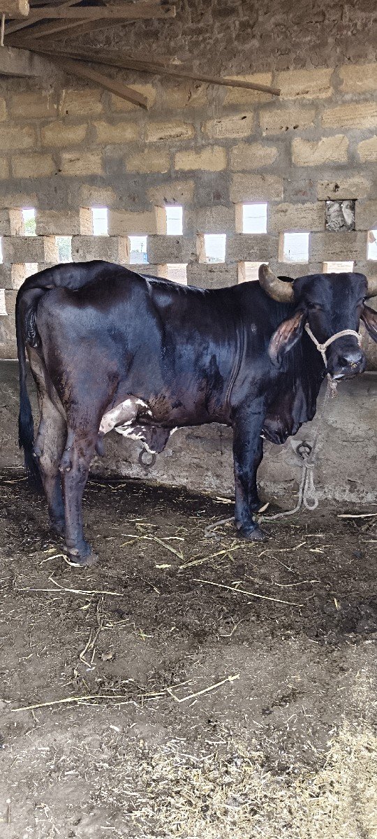 ક્રોસ ગા ત્રીજુ વેતર