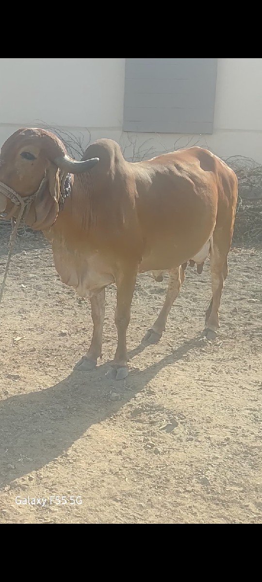 ગાય વેચવાની છે