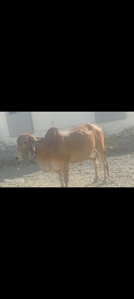 ગાય વેચવાની છે