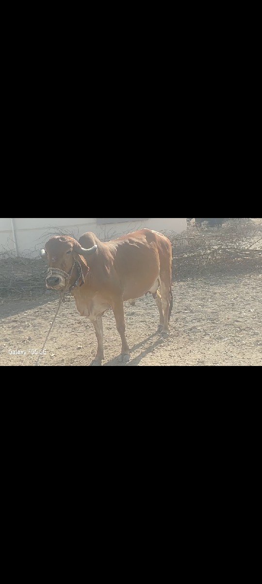 ગાય વેચવાની છે