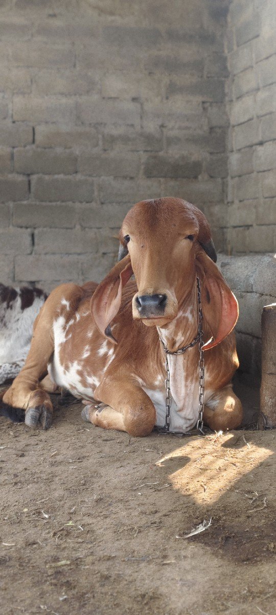 હોળકી વેચવાની છે