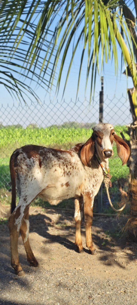 હોળકી વેચવાની છે