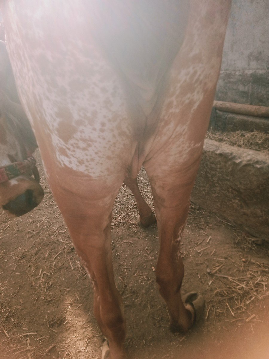 હોળકી વેચવાની છે