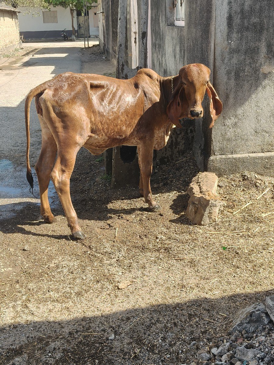 વાછડી વેચવાની છે