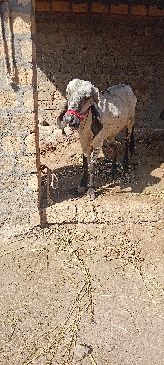 ખુટ વેંચવા નો છે