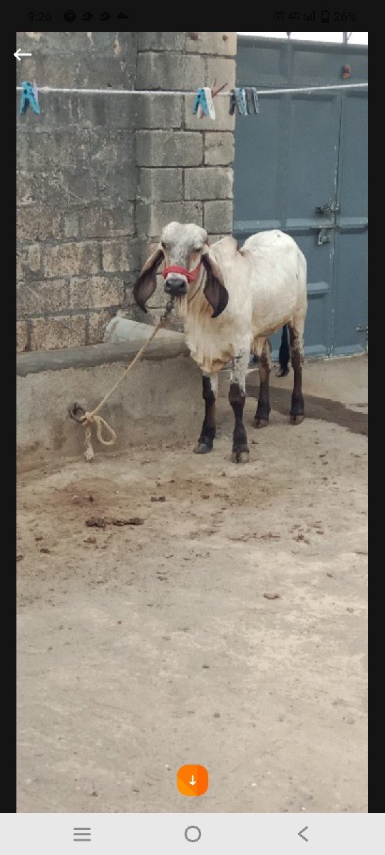 ખુટ વેંચવા નો છે