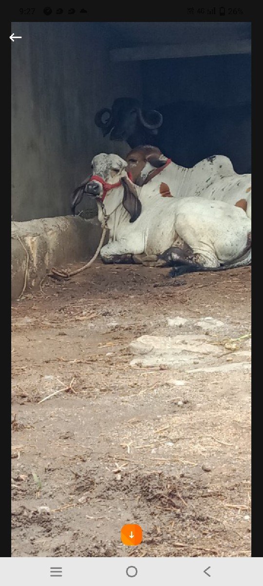 ખુટ વેંચવા નો છે