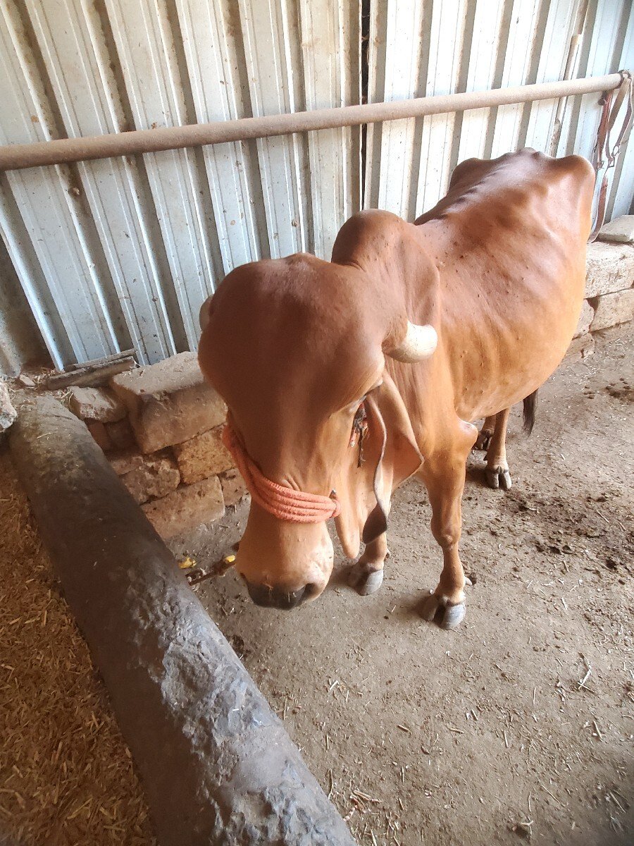 ગાય વેચવાની છે