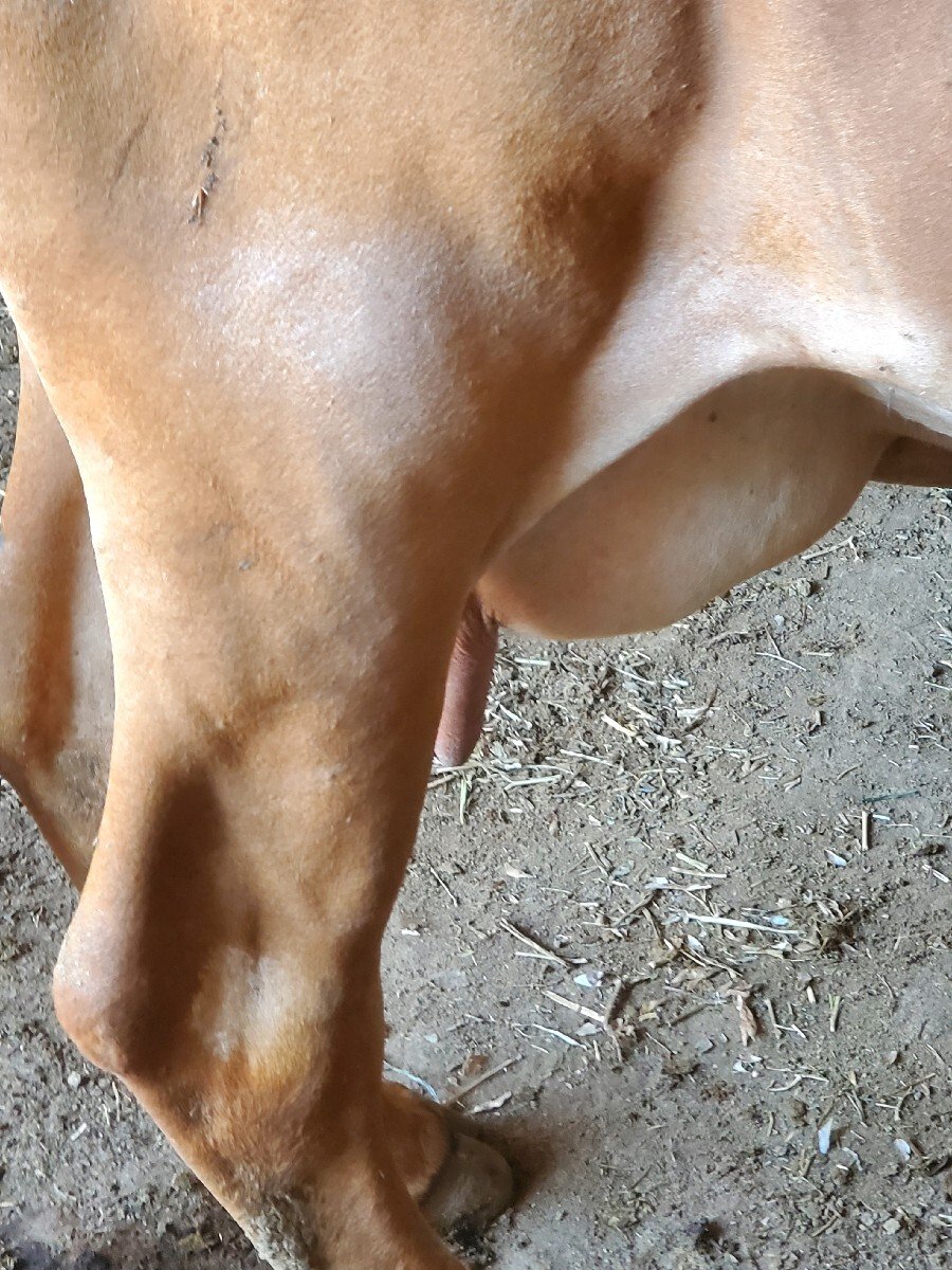ગાય વેચવાની છે