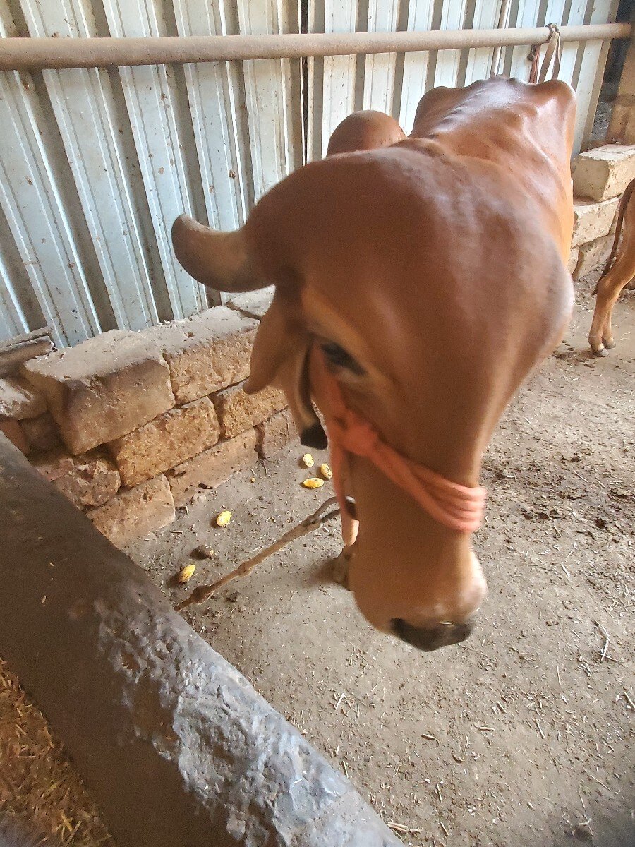 ગાય વેચવાની છે