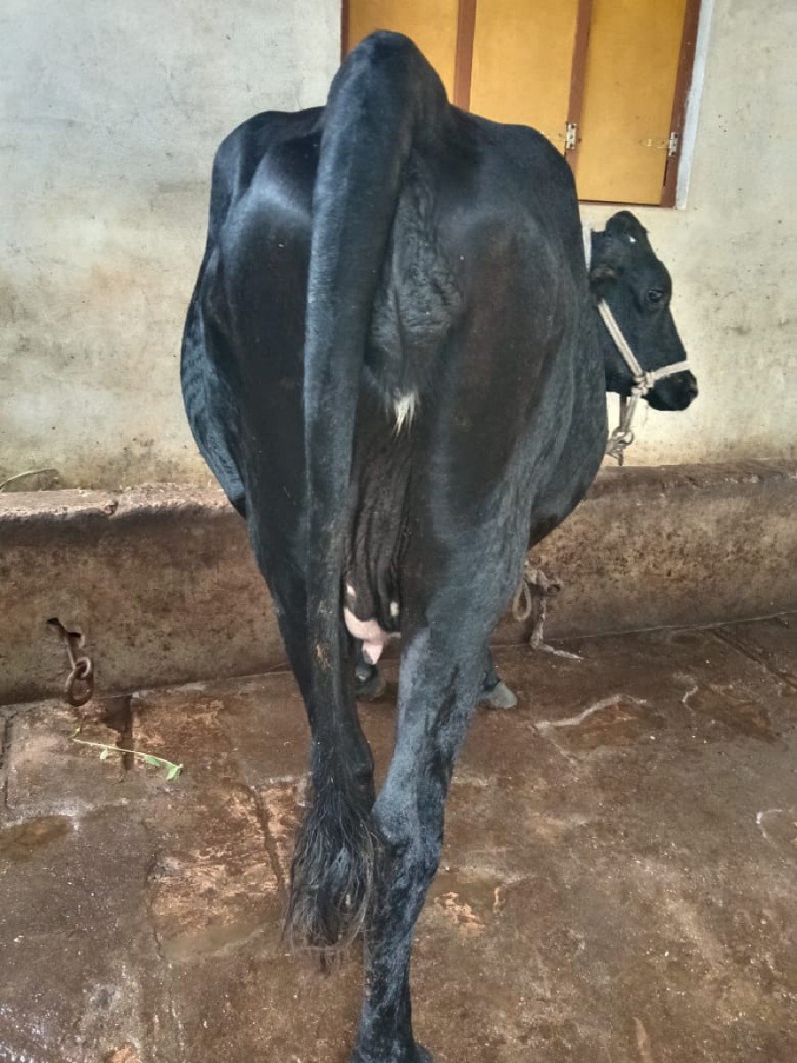 ગાય વેચવાની છે