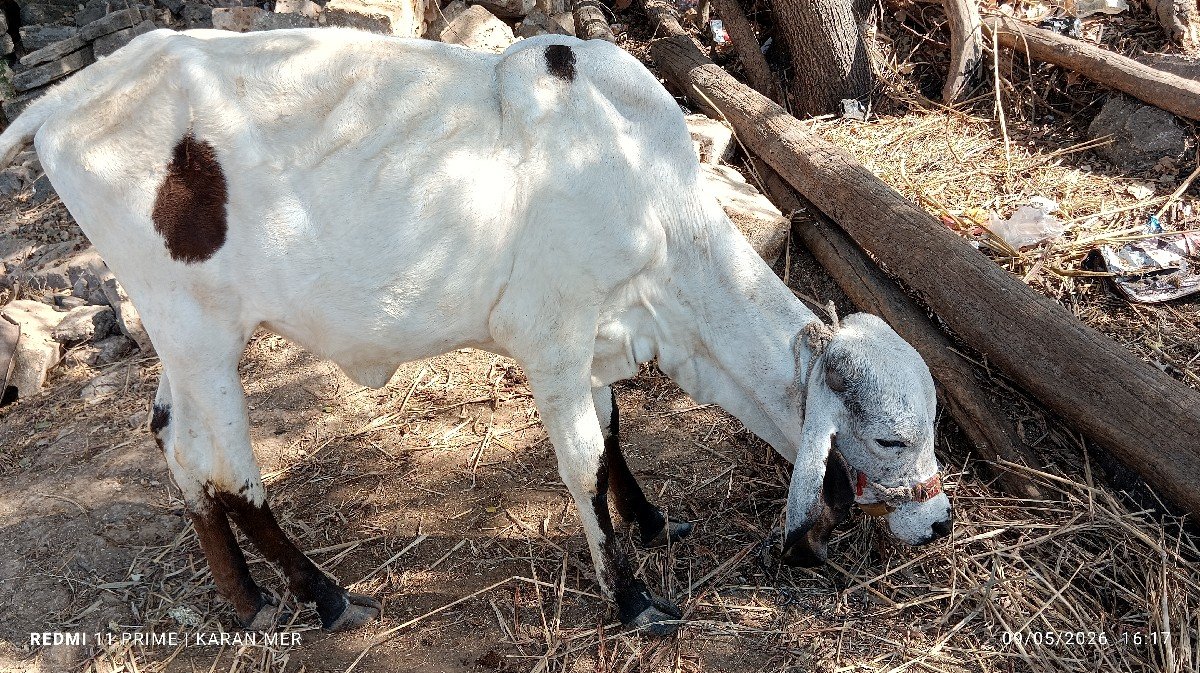 ગીર વાછડી  વેચવાની છે
