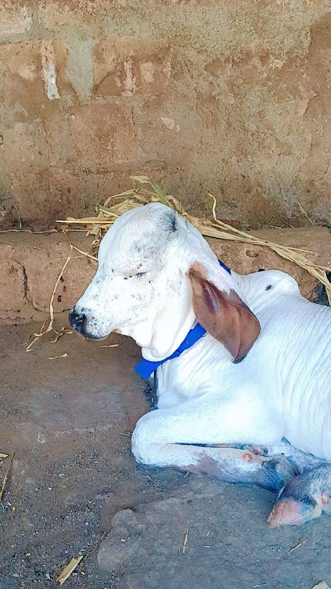 ગીર વાછડી  વેચવાની છે