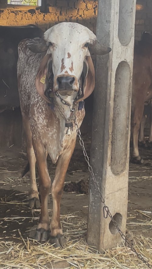 ગીર વાછડી