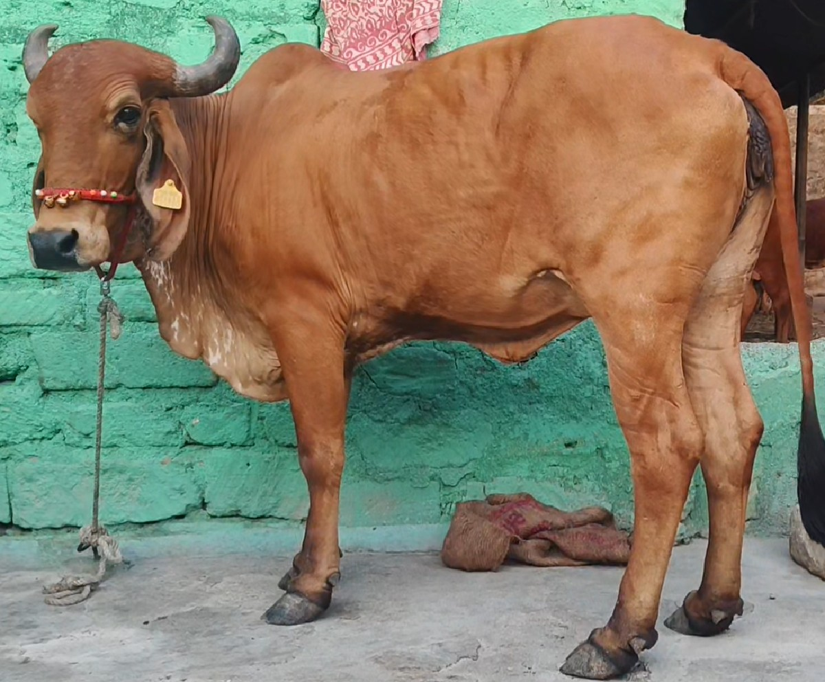 ગીર હોડકિ