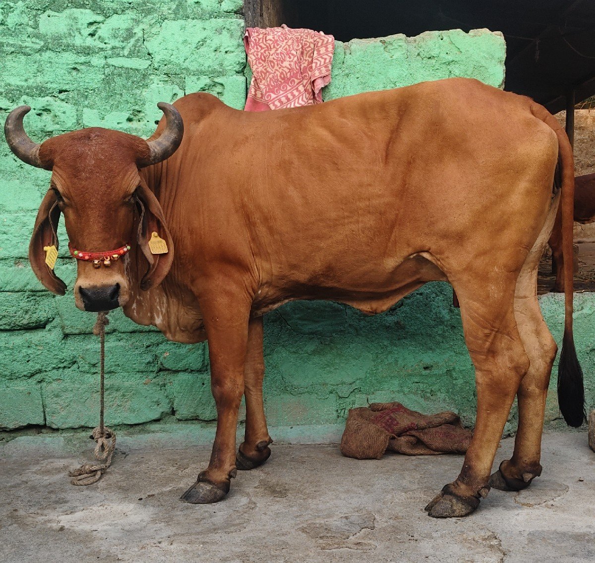 ગીર હોડકિ