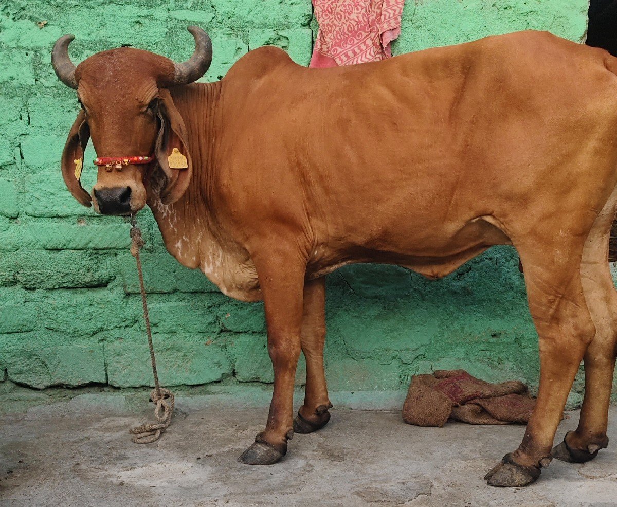 ગીર હોડકિ