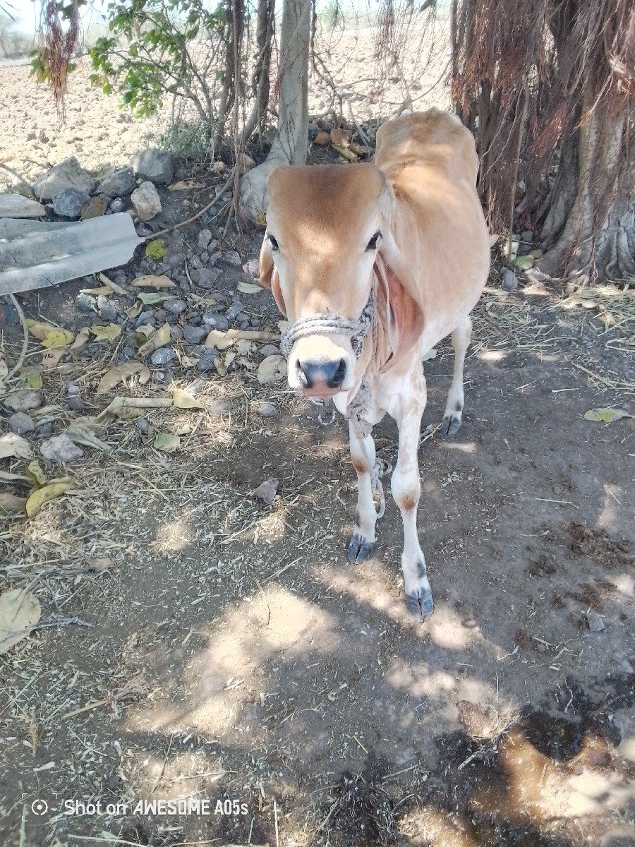 ફિ માં આપવાની છે જેકોઈને જોતી હોય