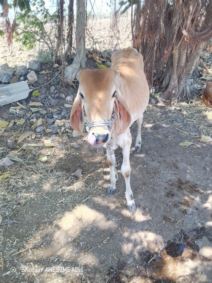 ફિ માં આપવાની છે જેકોઈને જોતી હોય