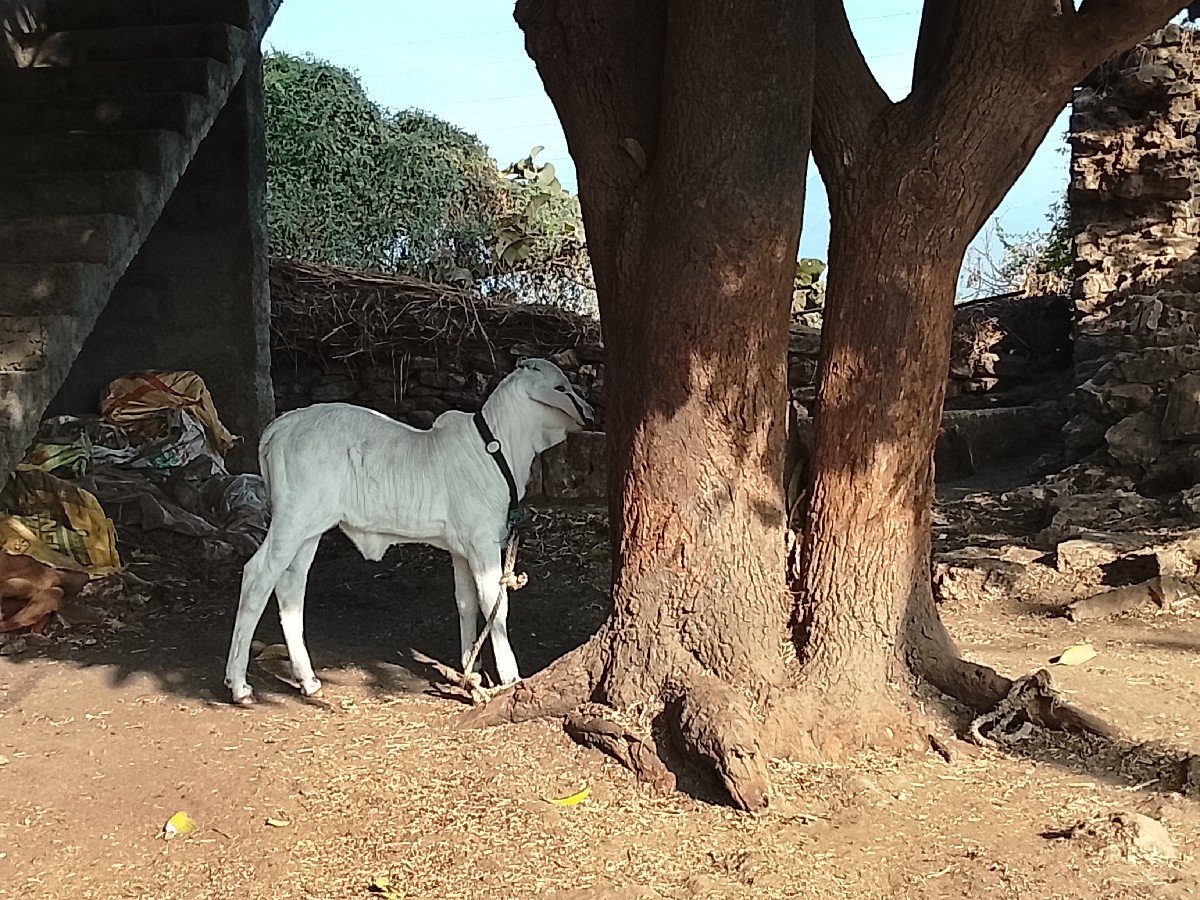 ગાય વેચવાની છે