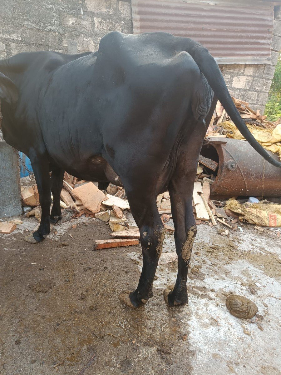 ૧વેતર છે