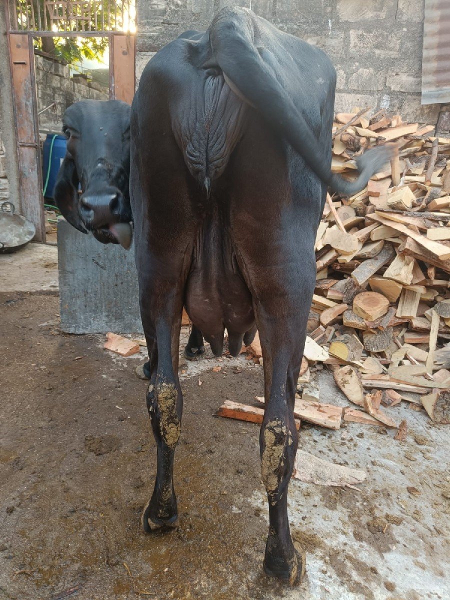 ૧વેતર છે