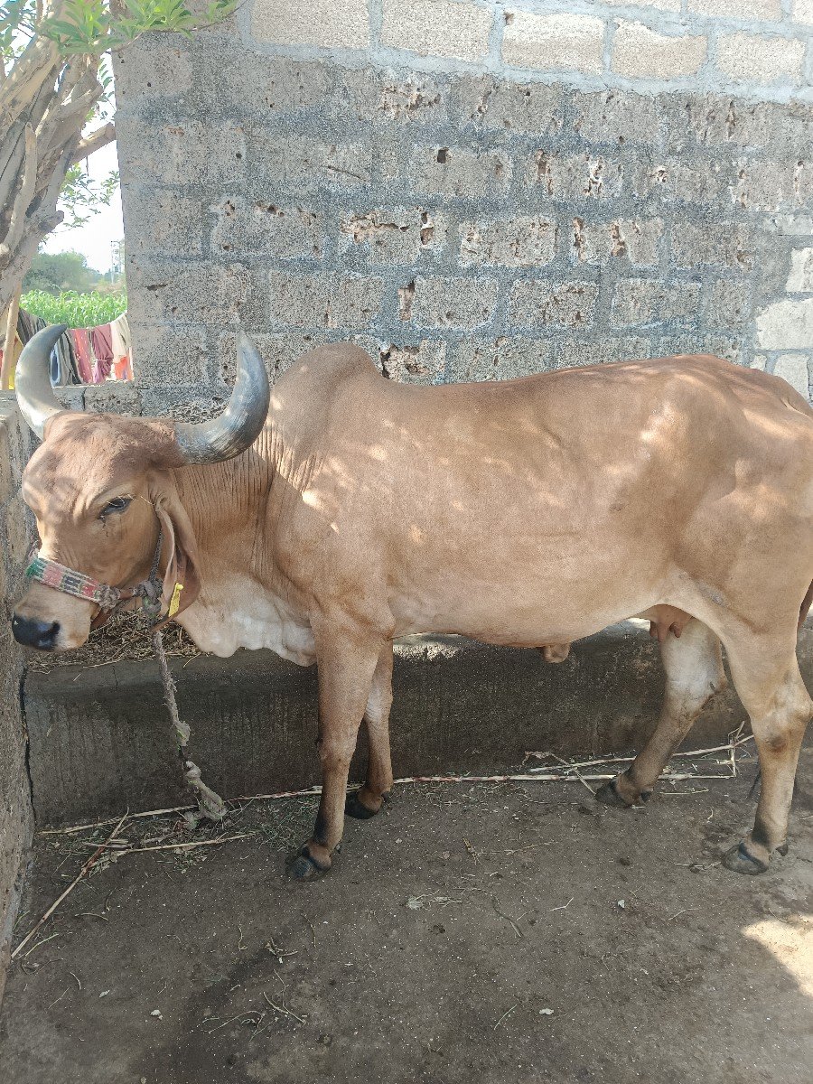 ગાય વેચવાની