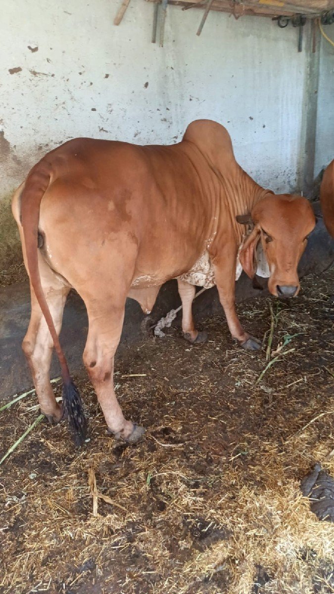 વાછડી વેચવા ની છે.