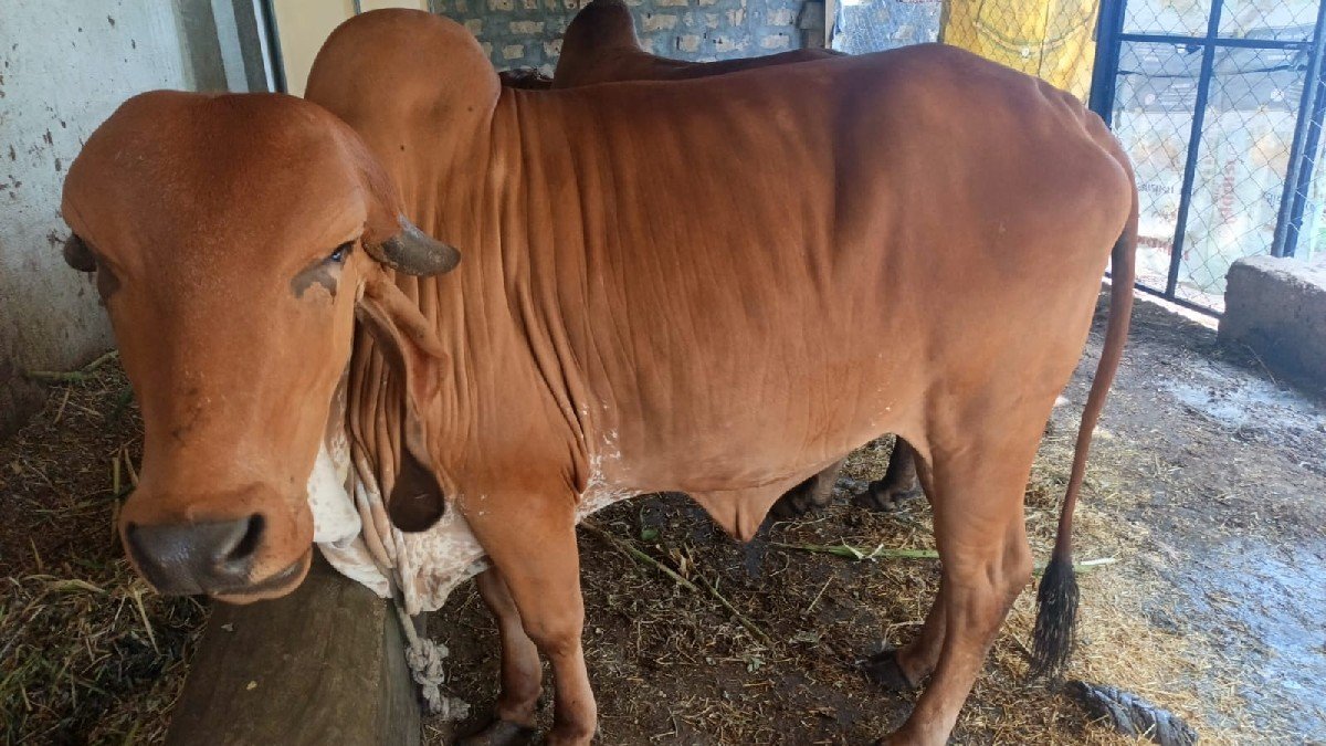 વાછડી વેચવા ની છે.