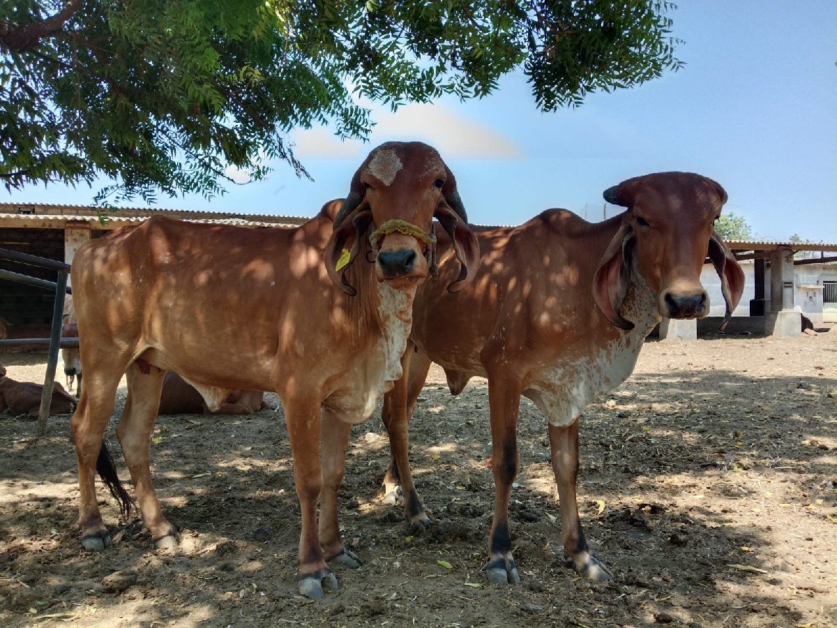 ગીર હોડકી વેચવાની છે