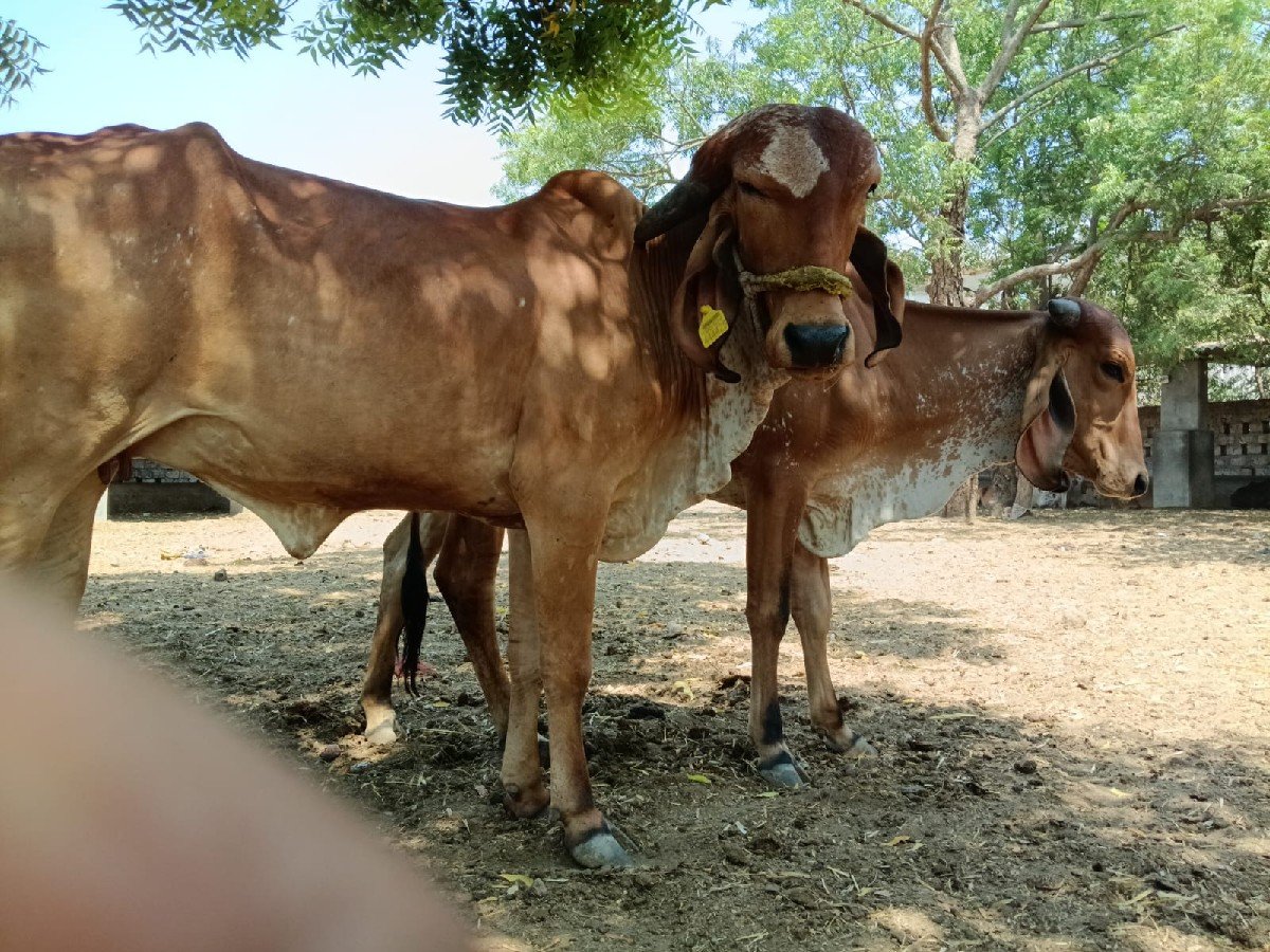 ગીર હોડકી વેચવાની છે