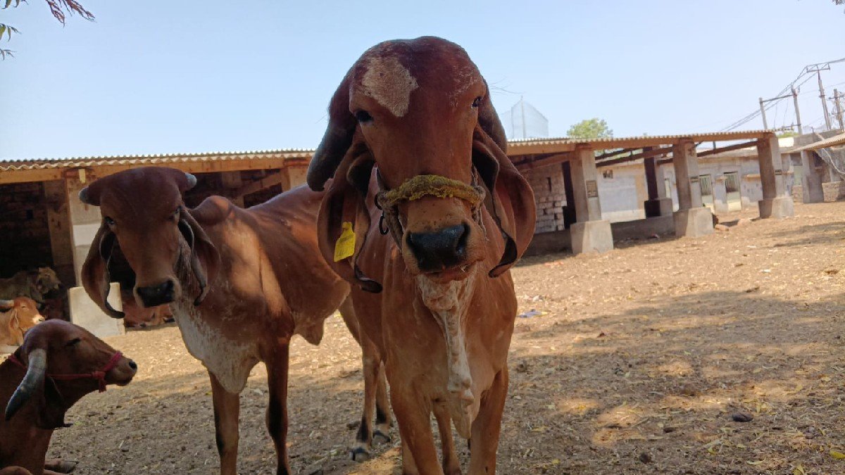 ગીર હોડકી વેચવાની છે