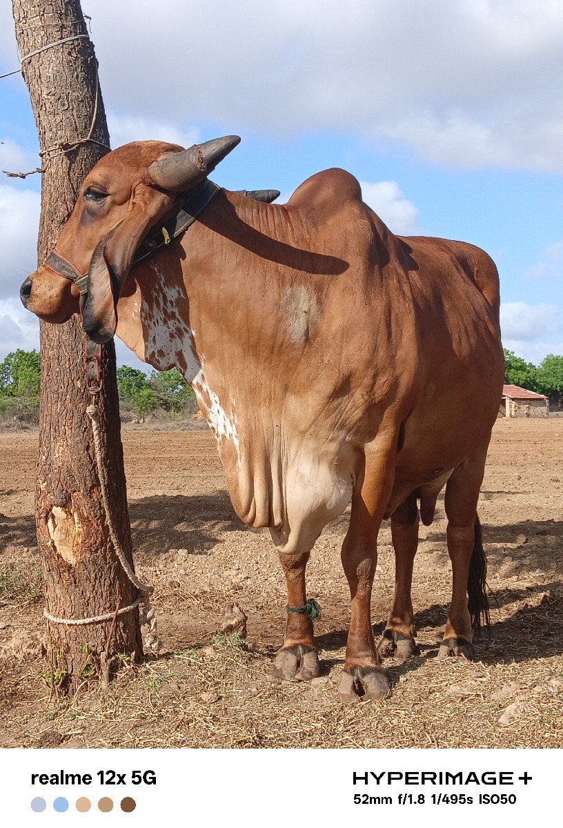 ગાય વેચવાની છે