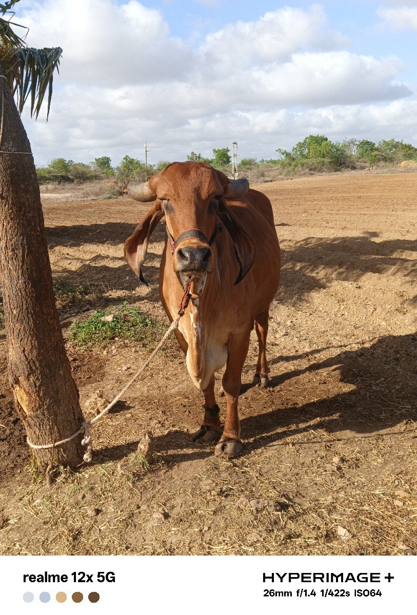 ગાય વેચવાની છે