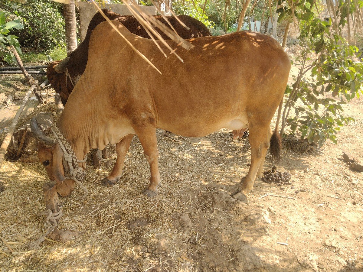 ગાય વેચવાની સે