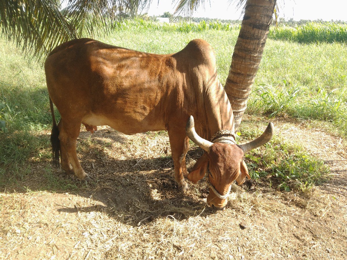 ગાય વેચવાની સે